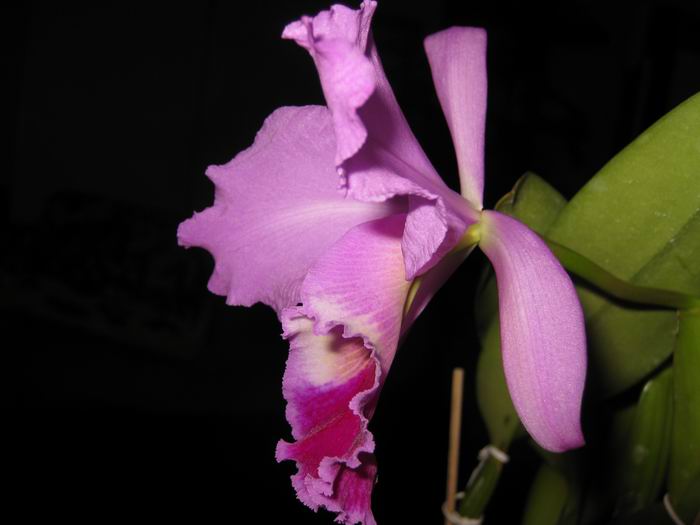 Resize of IMG_6488.JPG