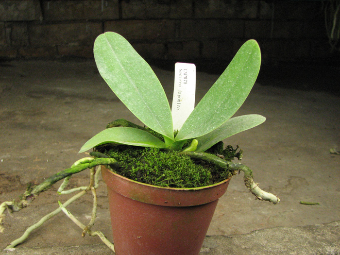 Sedirea japonica.jpg