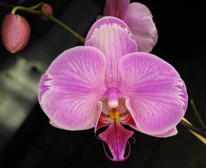 Phalaenopsis hybrid splash.jpg