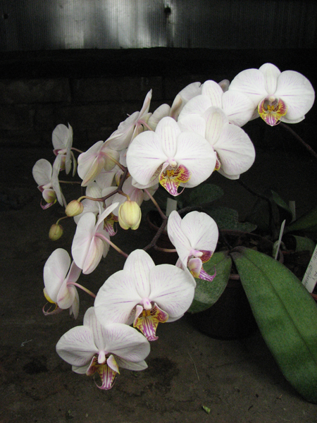 Phalaenopsis hybrid полосатый.jpg