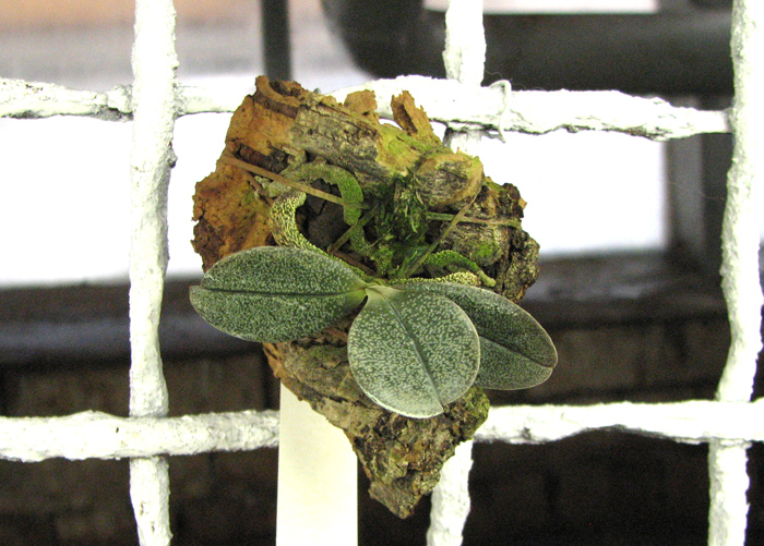 Aerangis punctata.jpg