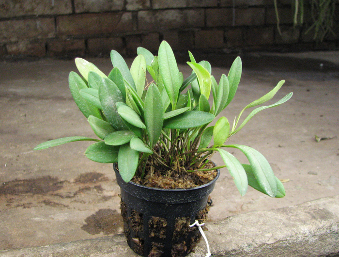 Stelis omalosantha.jpg