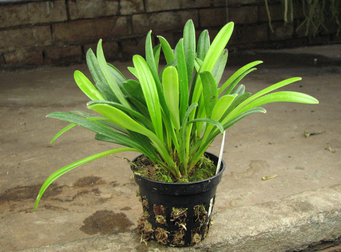 Masdevallia herradurae.jpg