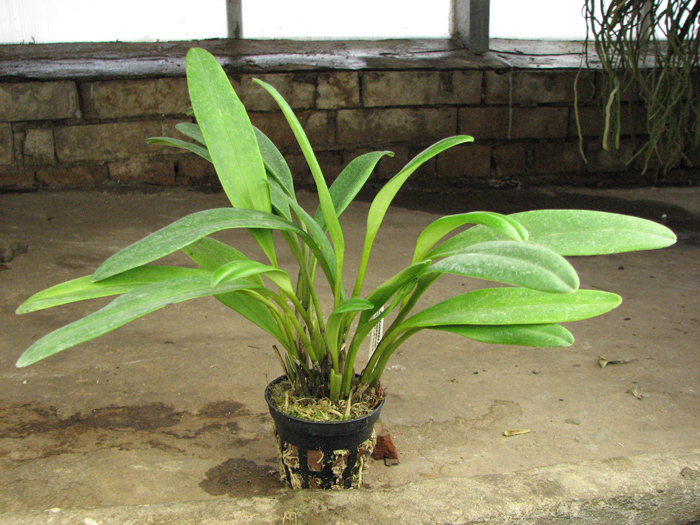 Masdevallia cerastes.jpg