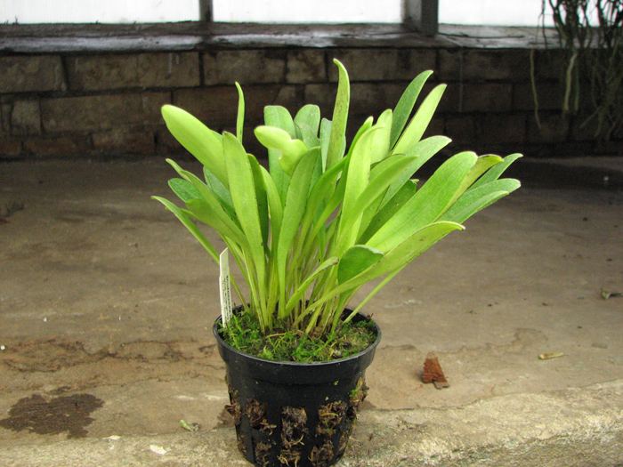 Masdevallia campyloglossa.jpg