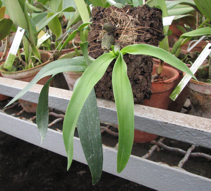 Prosthechea vitellina.jpg