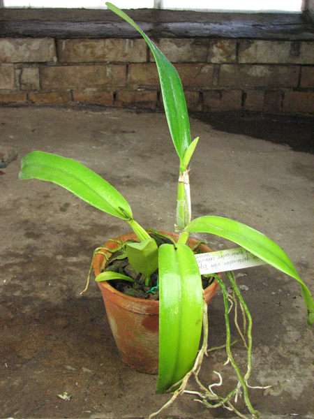 Cattleya quadricolor alba 'Esperanca' x quadricolor coerulea suave-oculata.jpg
