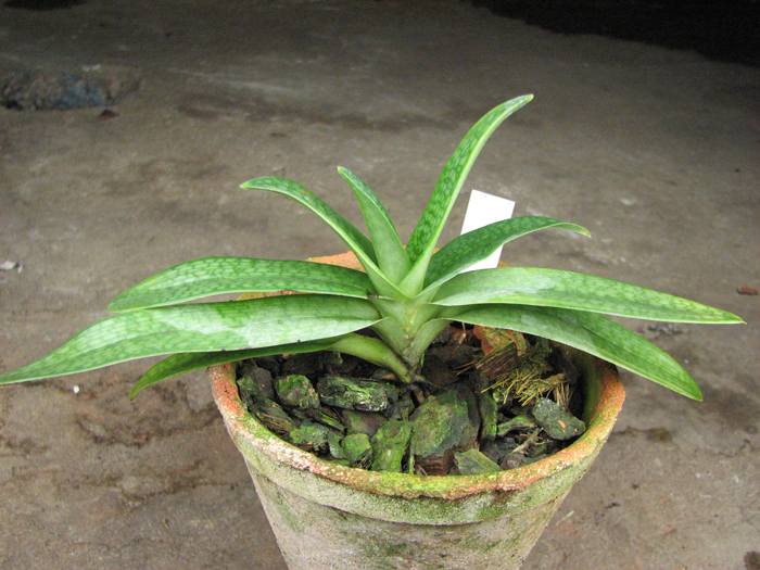 Paphiopedilum rothschildianum x micranthum.jpg