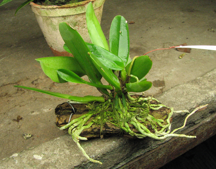 Laeliocattleya White Spark.jpg