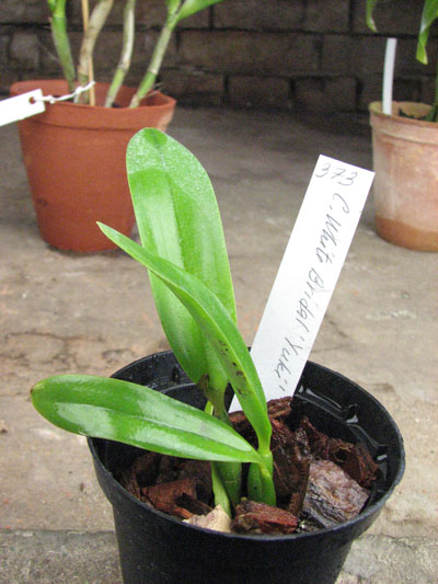 Cattleya White Bridal 'Yuki'.jpg