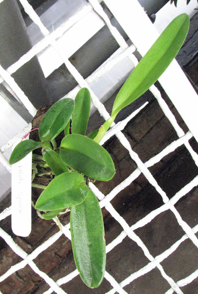 Laeliocattleya White Spark.jpg