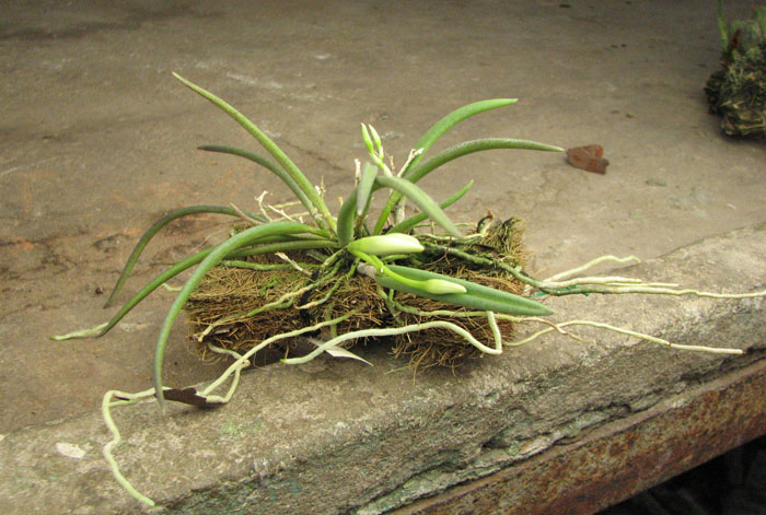 Leptotes bicolor.JPG