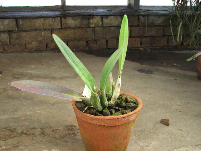 Brassavola fragrans × Brassavola digbyana.jpg
