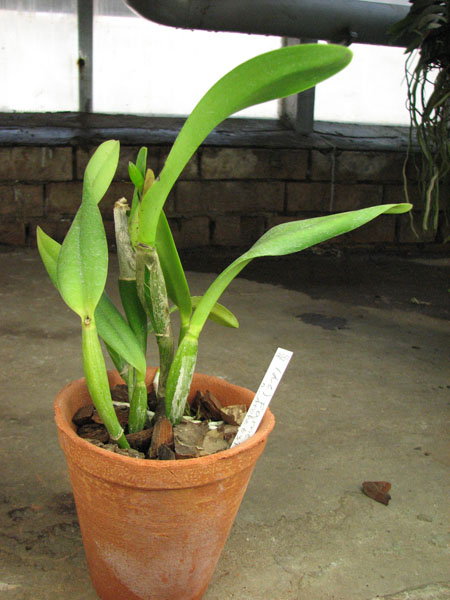 Laeliocattleya Fame 'N Glory 'Archetype'.jpg