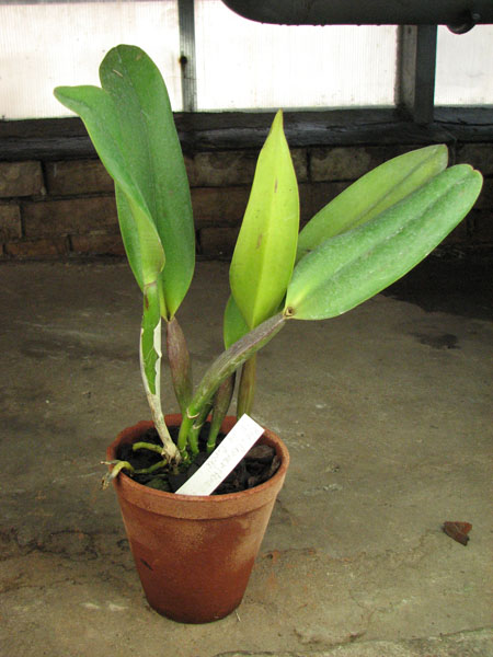 Brassolaeliocattleya Cornerstone 'Fine Circle'.jpg