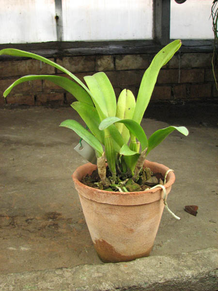 Laeliocattleya Mari's Song.jpg