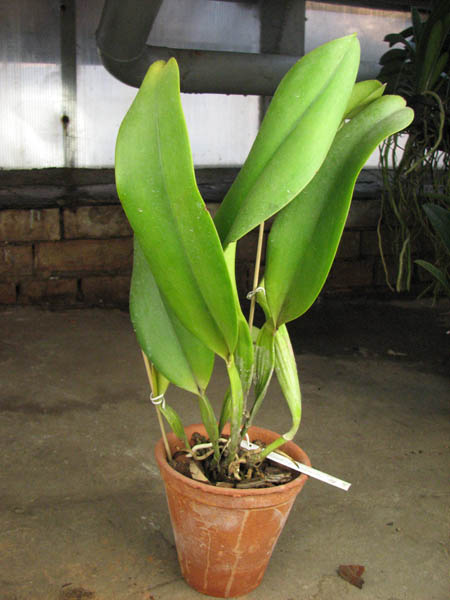 Brassolaeliocattleya Pamela Finney 'All Victory'.jpg