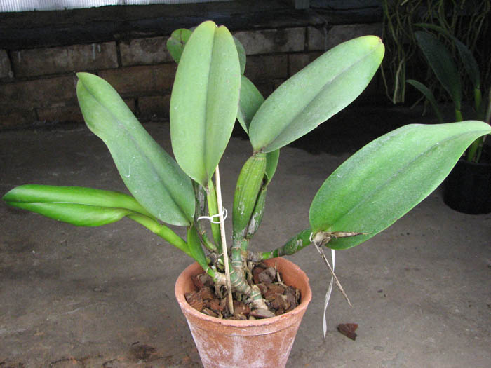 Brassolaeliocattleya Princess Masako 'Miyabi'.jpg
