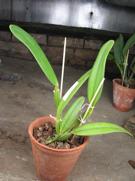Cattleya lueddemanniana concolor 'Clara' x self.jpg