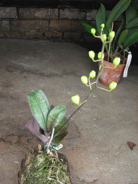 Phalaenopsis stuartiana.jpg