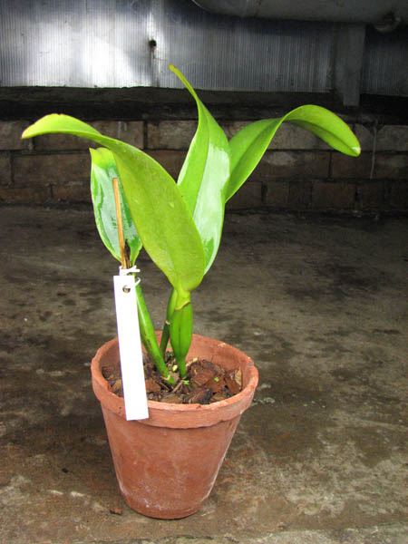 Brassolaeliocattleya Segundina Vizcarra 'Gloria'.jpg