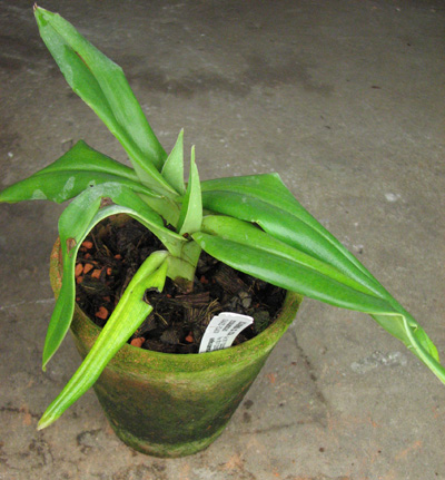 Phragmipedium besseae.jpg