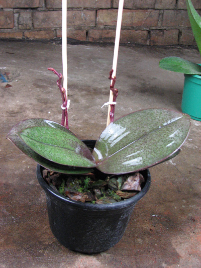 Phalaenopsis Rothschildiana.jpg