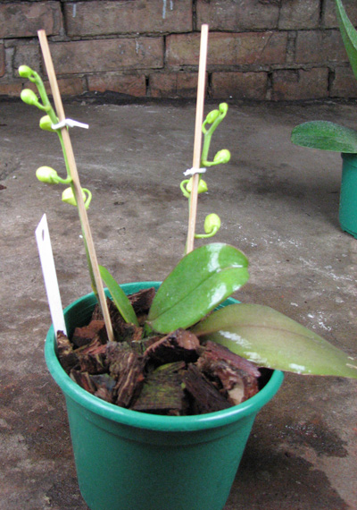 Phalaenopsis Mini Mark 'Maria Teresa'.jpg