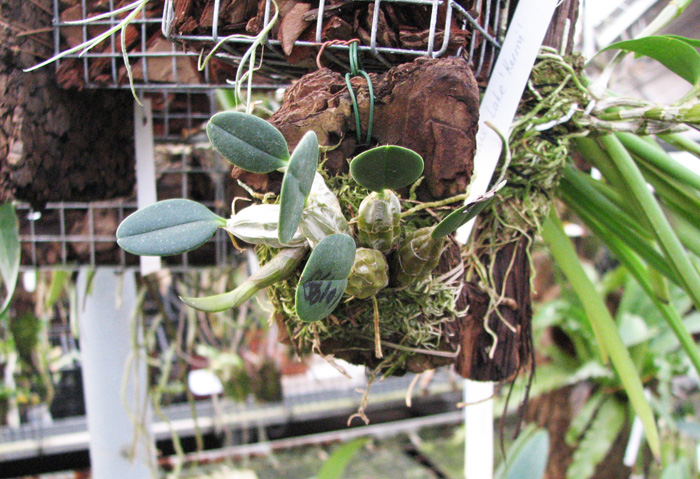 Dendrobium jenkinsii.jpg
