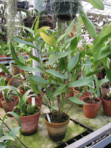 Sobralia gentryi.jpg