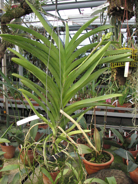 Ascocenda Princess Mikasa Blue.jpg