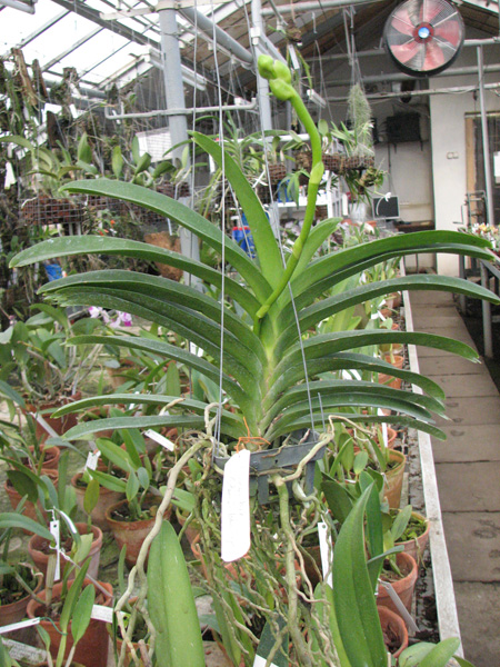 Vanda Somsri Pink x Vanda Golamcos Blue Magic.jpg