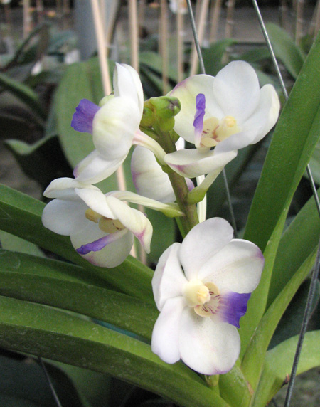Vascostylis Viboon Velvet.jpg
