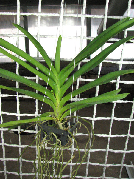 Ascocenda Tubtim Velvet x Vanda Charles Goodfellow.jpg