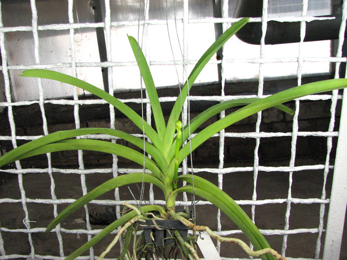 Vanda Robert Delight 'Pink Diamond'.jpg