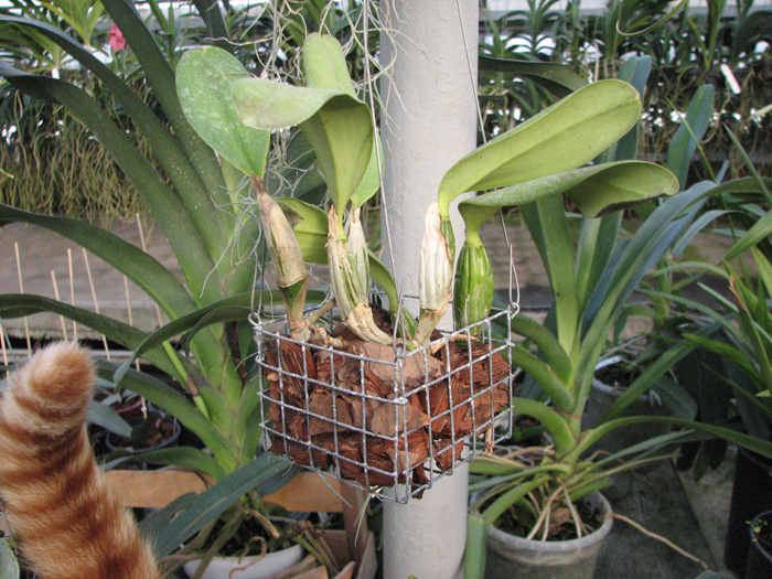 Cattleya walkeriana var princeps.jpg
