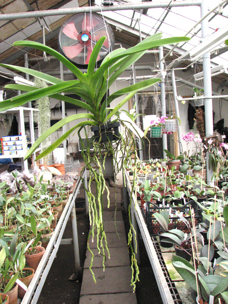 Vanda Robert Delight 'Blue Black'.jpg