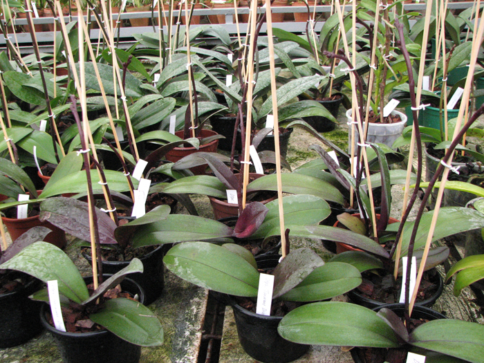 Doritaenopsis Taiwan Diamond 'ORCHIS'.jpg