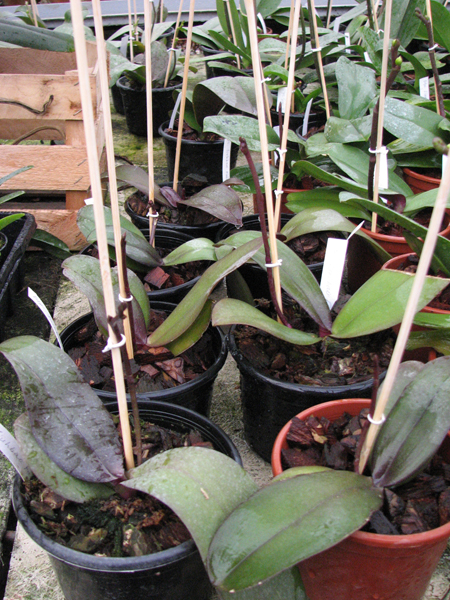 Doritaenopsis Jiuhbao Fairy 'ORCHIS'.jpg