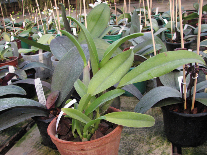 Laeliocattleya (Orglade's Glow-Love Knot) 'Hsinying'.jpg