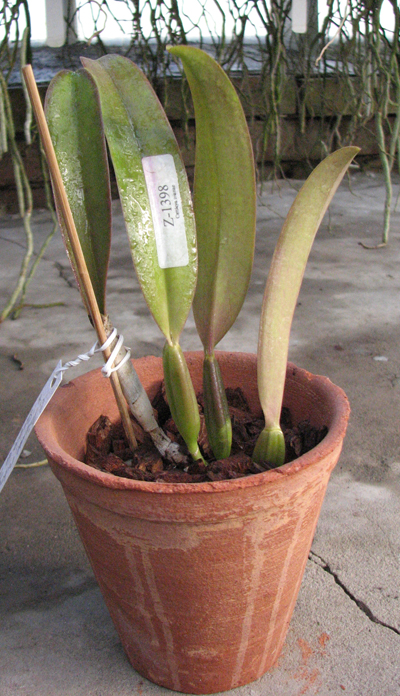 Cattleya trianae rubra 'Eclipse' x Cattleya trianae 'Sangre de Toro II.jpg