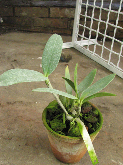 Cattleya leopoldii.jpg