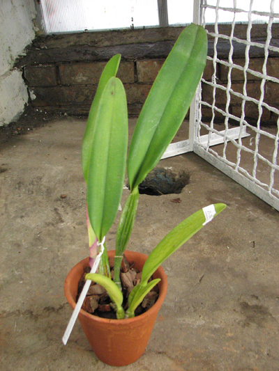 Cattleya percivaliana 'Alberts' (original) (02-6) x Cattleya percivaliana.jpg