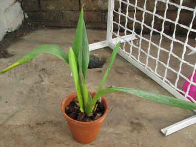 Odontoglossum Cynthia Hill.jpg