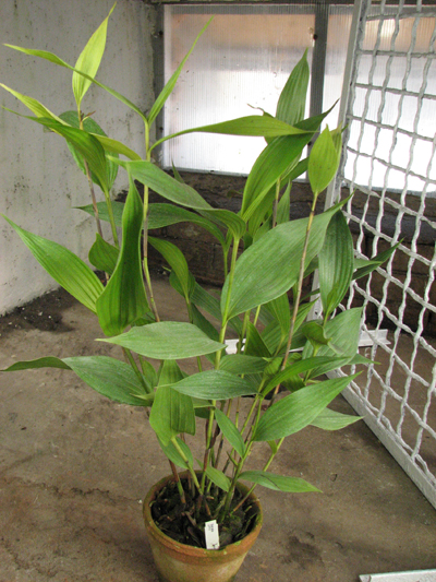 Sobralia gentry.jpg