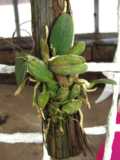 Sophronitis alagoenses.jpg