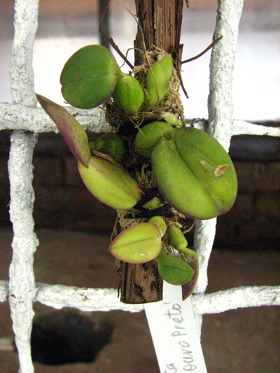 Sophronitis brevipedunculata 'Ouro Branco' x brevipedunculata 'Ouro Preto'.jpg