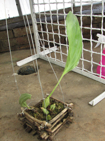 Stanhopea nigripes.jpg