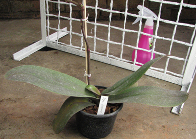 Doritaenopsis Leopard Prince 'Sogo'.jpg