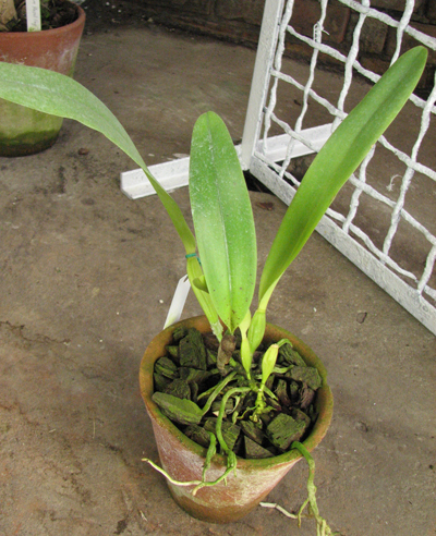 Laelia purpurata semi alba 'Sindarosa' x SELF.jpg